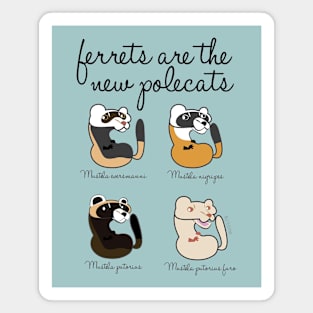 Ferrets are the new polecats Magnet